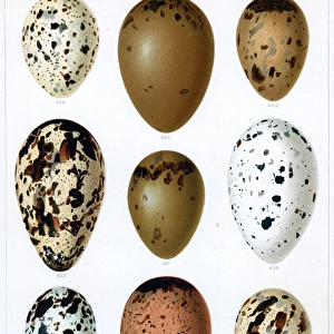 Seabirds Eggs