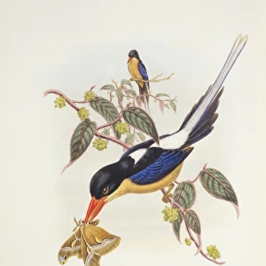 Seleucidis melanoleucas, twelve-wired bird-of-paradise