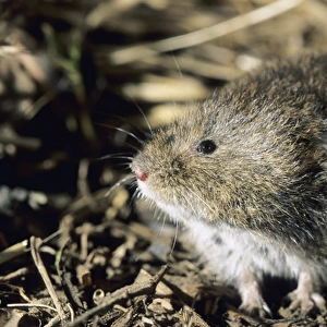 Tundra / Root Vole - feeds on plants at river Negustyah