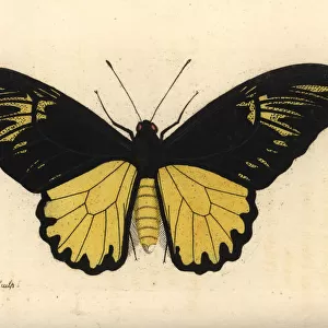 Van de Polls birdwing butterfly, Troides