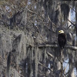 Bald Eagle - in Spanish Moss draped tree Cypress Lake, florida, USA BI001224