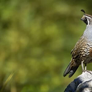California Quail standing on a rock looking out Rotorua, North Island, New Zealand