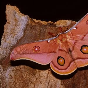 Emperor gum moth - adult; wingspan is 8 to 13 cm