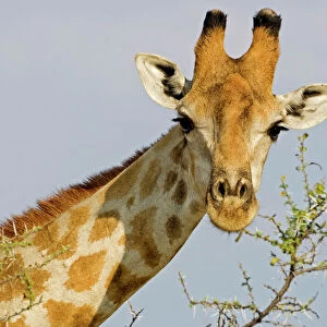 Giraffe - close up whilst feeding on acacia twigs - Etosha National Park - Namibia - Africa