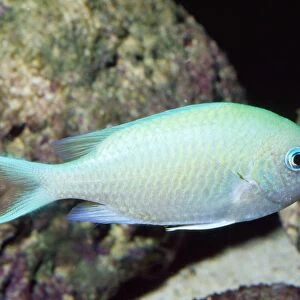Green Chromis / Damselfish / Puller - reefs - Red Sea - Indonesia