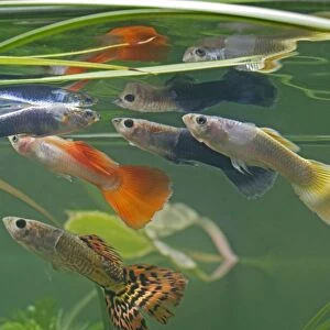 Guppy / Millionfish - males with reflections - tropical freshwater – variants - originally South & Central America 002754