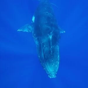 Humpback whale - adult Vava'u, Tonga, South Pacific