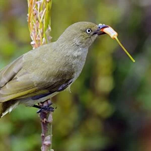 Sombre Greenbul / Sombre Bulbul - Eating flower from Aloe arborescens. Endemic in coastal eastern and southern Africa, extending inland especially in Kenya, Malawi and Mozambique
