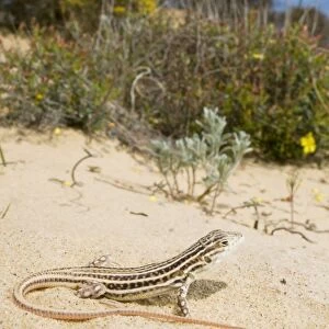 Spiny-footed Lizard - in habitat - Donana National Park - Spain