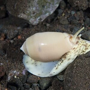 Olive shell snail