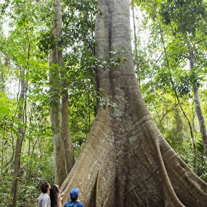 Brazil, Brazilian Amazon, Para, hikers in front of a giant kapok tree in the Amazon