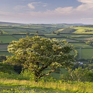 Hawthorn tree with blossom at The Punchbowl on Winsford Hill, Exmoor, Somerset, England