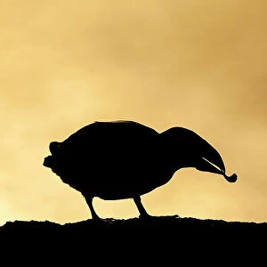 Puffin (Fratercula arctica) in silhouette holding shrimp, Isle of May, Firth of Forth, Scotland, UK