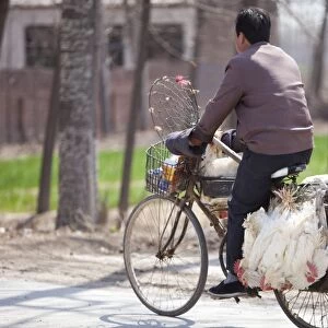 A Chinese peasant famer on a bike with chickens tied to the side whilst stil alive. Close proximity to birds in China has lead to outbreaks of the potentially fatal bird flu amongst the human
