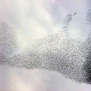 A flock of starlings hovers above Rome drawing abstract patterns, November 29, 2000
