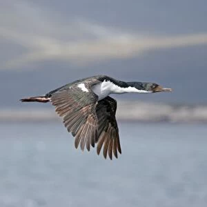 Imperial Shag (Phalacrocorax atriceps albiventer) adult, in flight over sea, Port Stanley, East Falkland