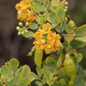 Oval-leaved Cassia (Senna artemisioides) close-up of flowers and leaves, Outback, Northern Territory, Australia