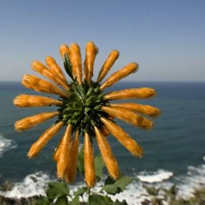 Wild Dagga (Leonotis leonurus) flowering, with sea in background, Port St. Johns, Wild Coast, Eastern Cape (Transkei), South Africa