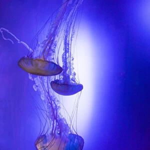 Jellyfish in aquarium exhibit