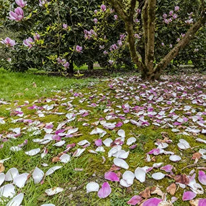 Magnolia trees flowering in spring at the Arboretum in Seattle, Washington, USA