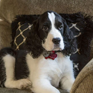 Two month old Springer Spaniel puppy reclining in a chair. (PR)