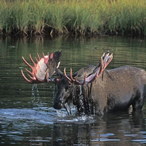 moose, Alces alces, bull that just shed its velvet stands in a kettle pond and feeds