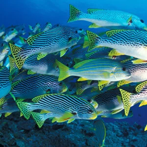 Tropical Fish underwater