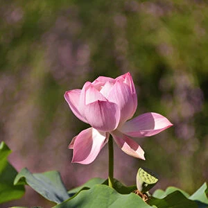 USA, Oregon, Portland. Lotus flower in Lan Su Chinese Garden