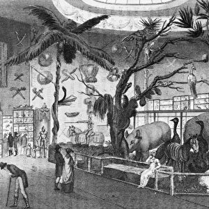 LONDON: BULLOCKs MUSEUM. William Bullocks Museum, or the Egyptian Hall, a 19th century museum of natural history and art in London. Line engraving, early 19th century