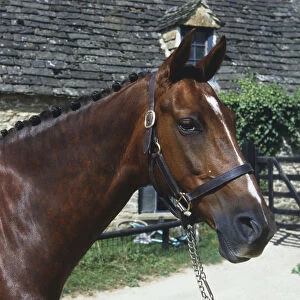 Head of a brown pony (Equus caballus) with plaited mane, both ears pointed forward