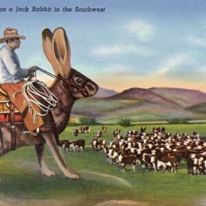 Punching Cattle on a Jack Rabbit in the Southwest Postcard. ca. 1940, Punching Cattle on a Jack Rabbit in the Southwest Postcard