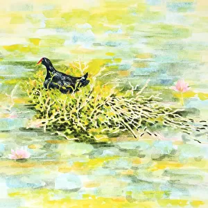 Dusky Moorhen Water Bird Nesting Watercolour Painting