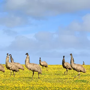 Emus. Eyre Peninsula. South Australia