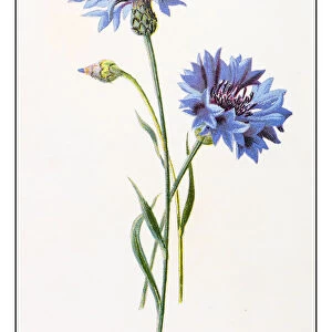 Antique color plant flower illustration: Centaurea cyanus (bluebottle, cornflower)