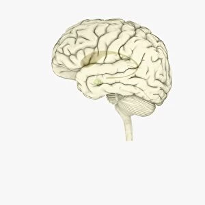 Digital illustration of striatum and amygdala highlighted in human brain
