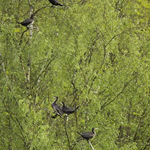 Great Cormorants or Great Black Cormorants -Phalacrocorax carbo- perched on a tree, Oesinghausen, Bergisches Land, North Rhine-Westphalia, Germany