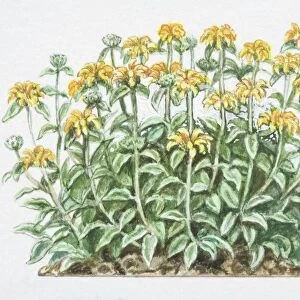 Phlomis fruticosa, Jerusalem Sage, densely branched shrub with yellow flowers