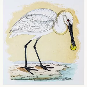 Spoonbills Related Images