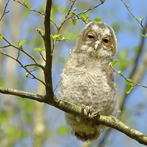 Tawny owl (Strix aluco) 4-week-old young bird, not yet able to fly, branchling, Siegerland, North Rhine-Westphalia, Germany