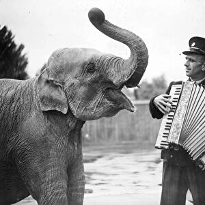 Rajah, one of the young Elephants at the London Zoo, has two outsize ears for music
