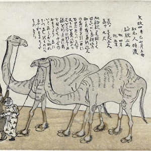 Camel with handlers, pub. 1821 (coloured woodcut)