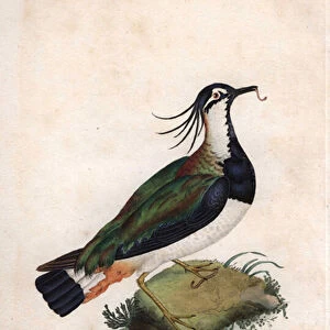 Cuppe Lapwing. Vanellus vanellus (Tringa vanellus). Copper engraving by Edward Donovan (1768-1837), published in Histoire naturelle des oiseaux britanniques, London, 1794-1819