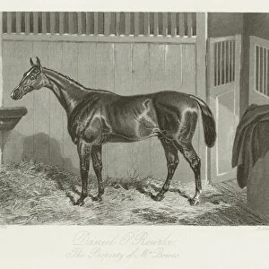 Daniel O Rourke, foaled 1849 (b / w photo)