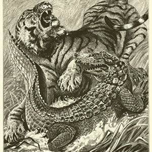 The Doomed Tiger (engraving)
