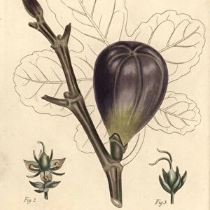 Fig, Ficus carica, Trioecia with hermaphrodite, male 2 and female 3 flowers growing separately. Handcoloured copperplate engraving by F. Sansom of a botanical illustration by Sydenham Edwards for William Curtis Lectures on Botany