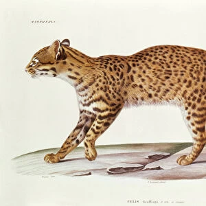 Geoffreys Cat (felis Geoffroyi) illustration from Voyage dans l