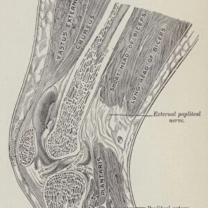 Longitudinal section through the middle of the right knee-joint (engraving)