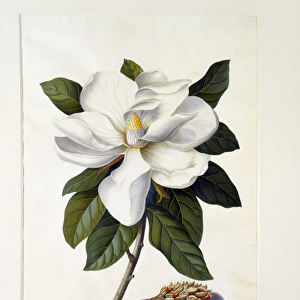 Magnolia grandiflora, c. 1743 (hand-coloured engraving)