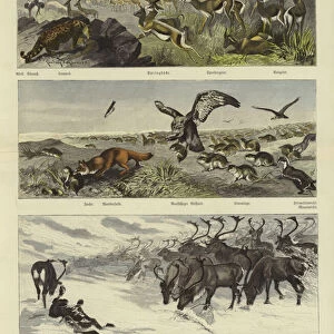 Migrations of animals (coloured engraving)