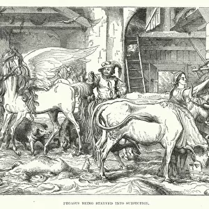 Pegasus being starved into subjection (engraving)
